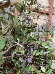 Cable Ties or Zip ties used in Gardening. Honeysuckle in trellis with zip ties.